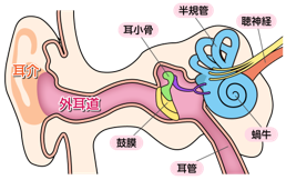 耳管図